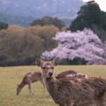 奈良の鹿